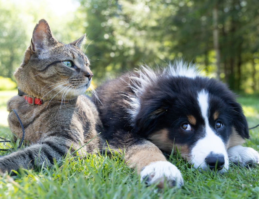 Maven and Purrmi launch Pet Hub in Porto to boost pet tech innovation